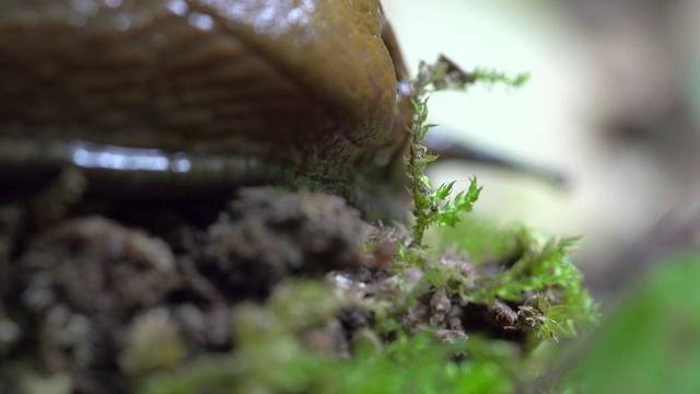 德国施泰格瓦尔德森林里的蛞蝓在小植物上移动的特写镜头视频素材