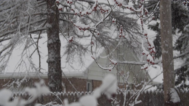 早春降雪视频素材