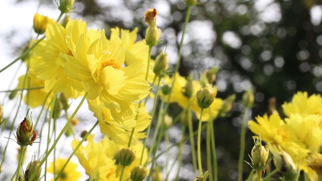 靠近美丽的黄色宇宙花盛开在花园里，风吹花。视频素材