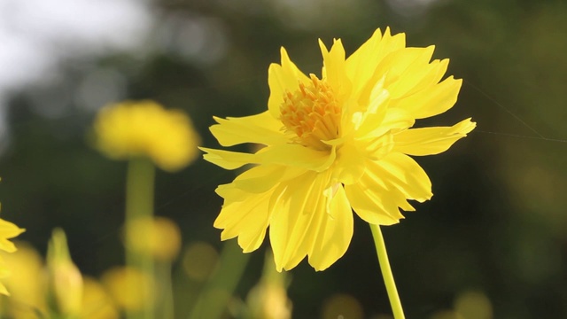 靠近美丽的黄色宇宙花盛开在花园里，风吹花。视频素材