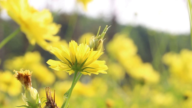 靠近美丽的黄色宇宙花盛开在花园里，风吹花。视频素材