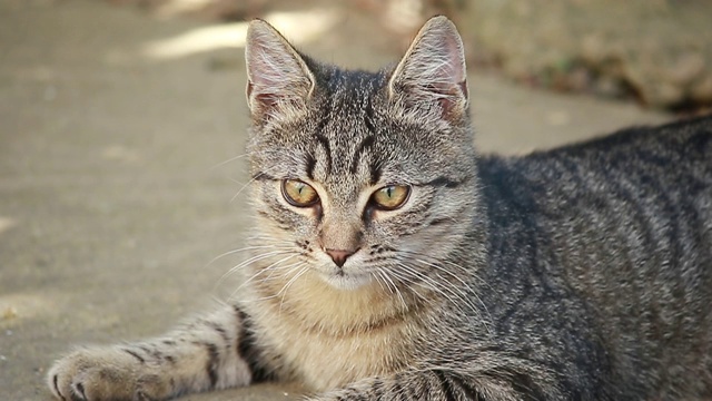 漂亮的条纹虎斑家猫视频素材