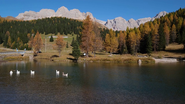 鹅群在秋天的山池塘，离圣佩莱格里诺山口不远，Dolomites，意大利视频素材