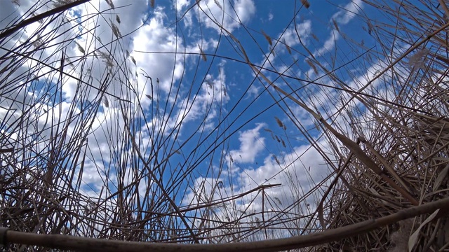 蓝色多云的天空映衬着干燥的芦苇。视频素材