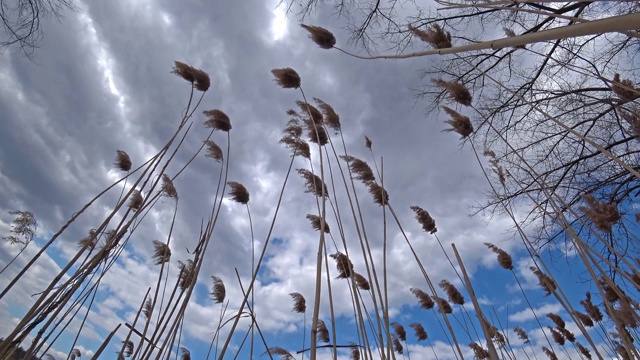 蓝色多云的天空映衬着干燥的芦苇。视频素材