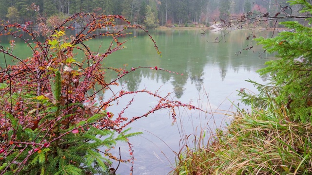 红色的小檗丛附近的高山秋天多雨的湖Hintersee，德国视频素材