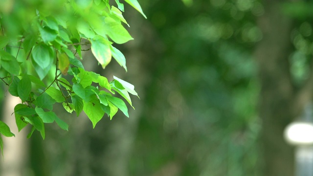 绿色的散景或聚焦的叶子背景。视频素材