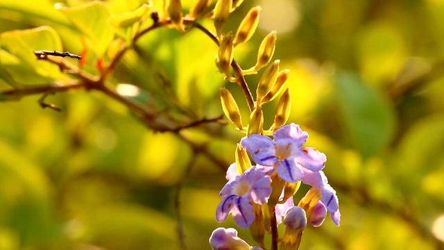 花园里的紫色的花视频素材