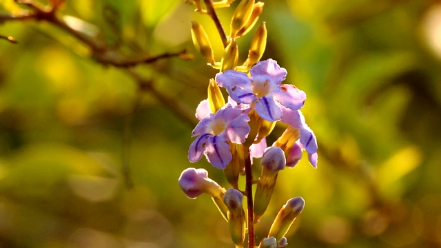 花园里的紫色的花视频素材