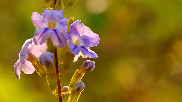 花园里的紫色的花视频素材