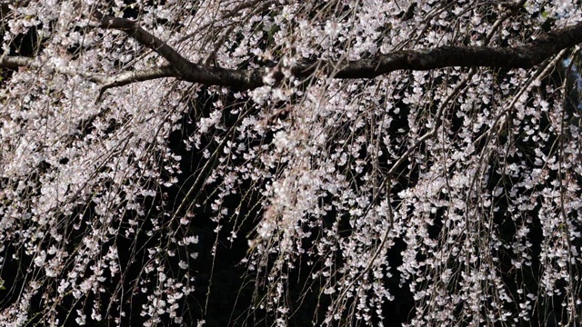 Shidarezakura(哭泣的樱桃)花慢慢落下视频素材