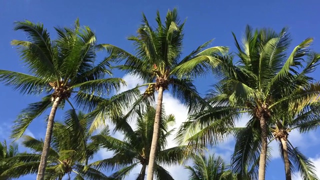 蔚蓝晴朗的天空中棕榈树的热带景色视频素材