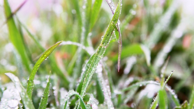 近距离观察草地上的雨滴。视频素材