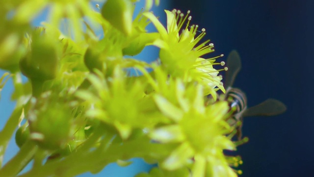 大黄蜂授粉黄花的慢动作特写宏镜头视频素材