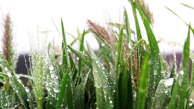 近距离观察草地上的雨滴。视频素材