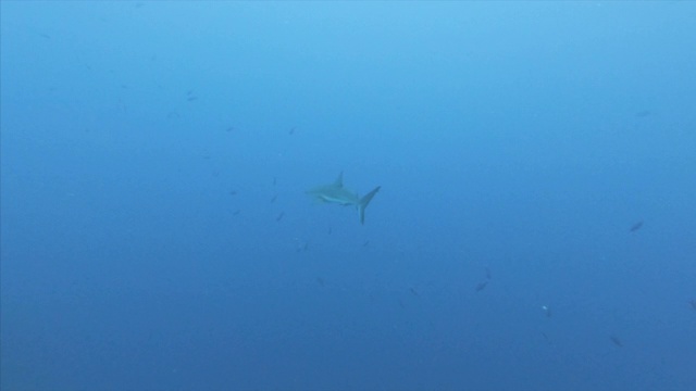 伯利兹大蓝洞，白天在蓝色的海洋中游动，海洋生物在海洋天坑中游动视频素材