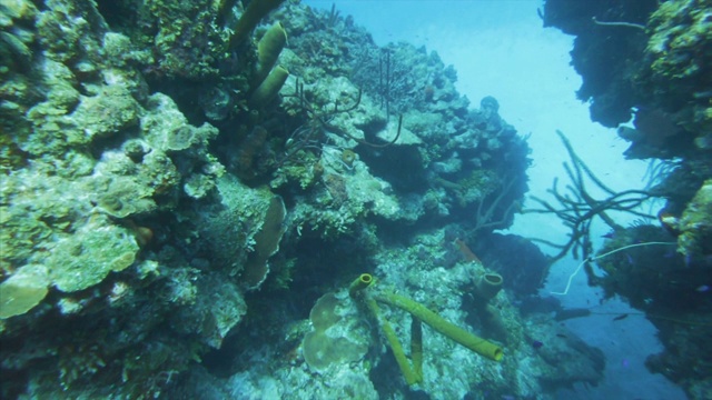 鱼在海洋沉洞的珊瑚礁中游泳，海洋生物在蓝色的海洋中移动-大蓝洞，伯利兹视频素材