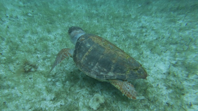 爬行动物在海底植物上游泳，海龟在海洋天坑中移动-大蓝洞，伯利兹视频素材