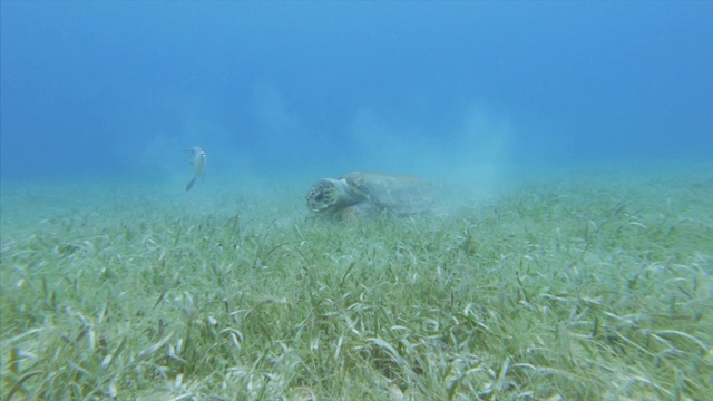 在伯利兹的大蓝洞，以海底植物为食的海龟旁游动的鱼视频素材