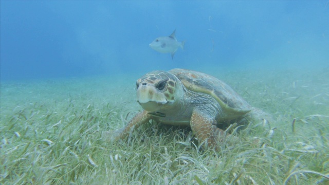 海龟以植物为食，而鱼在海里游泳，海底海洋生物-大蓝洞，伯利兹视频素材