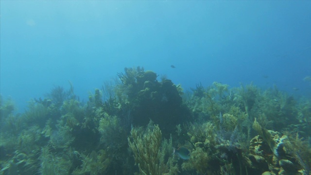 鱼在蓝色海洋天坑的植物上游泳，海洋生物在水下移动-伯利兹大蓝洞视频素材