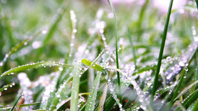 近距离观察草地上的雨滴。视频素材