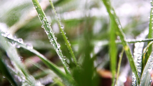 近距离观察草地上的雨滴。视频素材