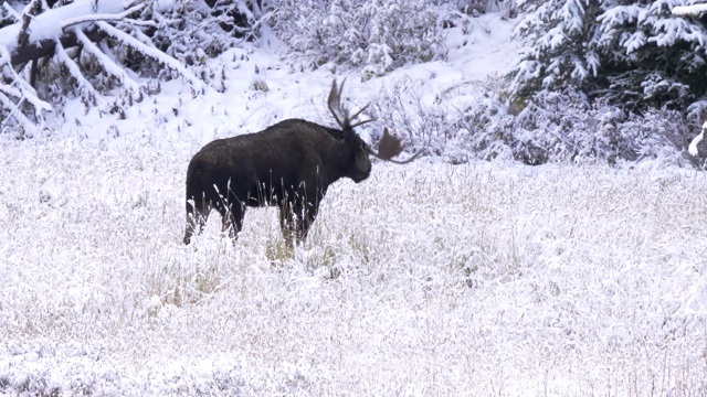 黄石公园里的公驼鹿在抖掉鹿角上的雪视频素材