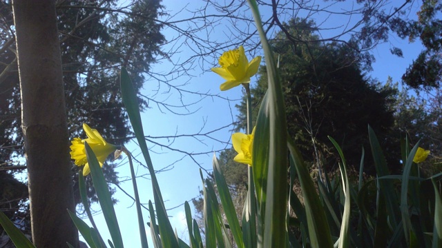 黄色的水仙花盛开在春天的花园里。自然背景。美丽的野生水仙花。视频素材