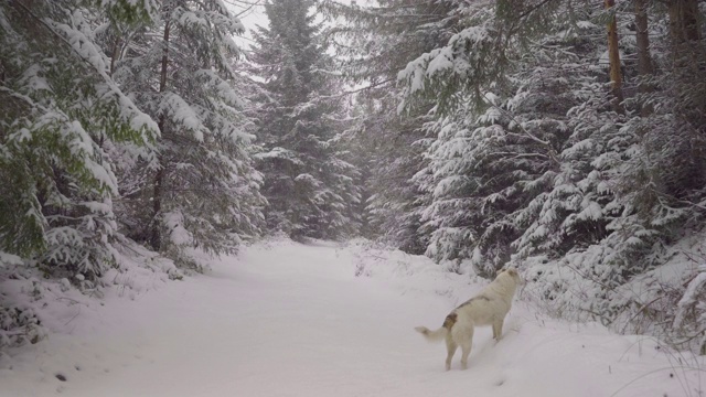 狗喜欢冬天森林里的新雪视频素材