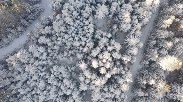 空中俯瞰拍摄的冬季云杉和松树林。被雪覆盖的树视频素材