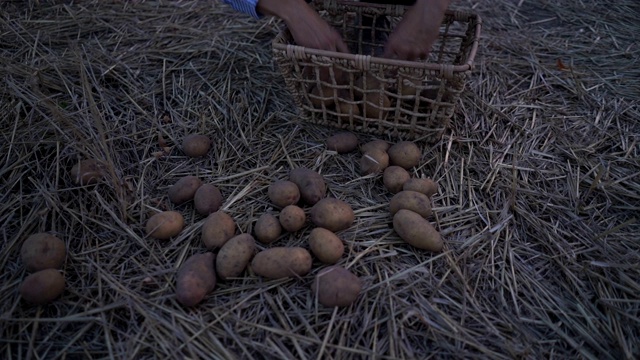 农民手里拿着的是生物产物土豆，手上的土豆沾满了泥土视频素材