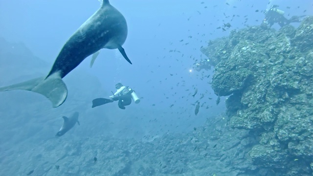 野生海豚和水肺潜水员视频下载