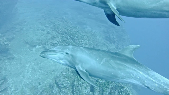 野生海豚和水肺潜水员视频素材