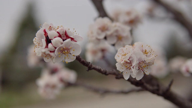 杏树在春天近距离开花视频素材