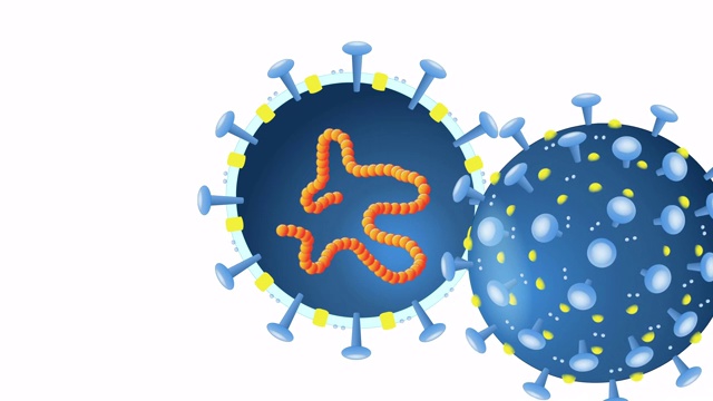 病毒解剖学。病毒粒子的横截面。视频下载