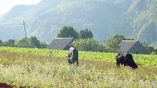 Viñales valley, Pinar del Río，古巴b-roll。奶牛、烟草种植园和干燥棚屋的标志性形象视频素材