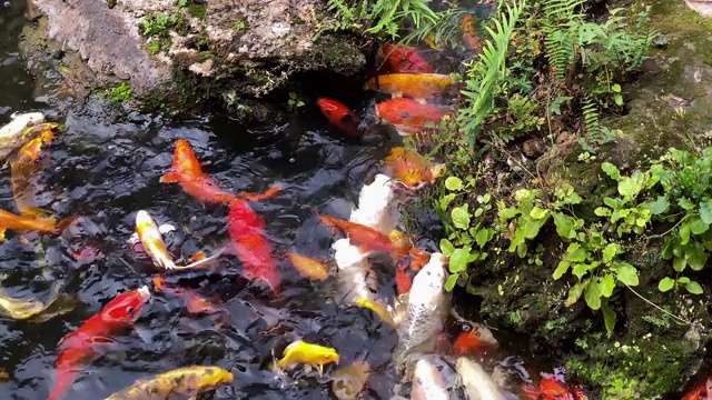 锦鲤视频素材