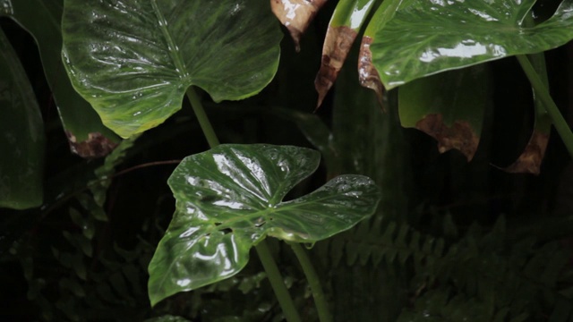 雨落在热带植物的绿叶上视频素材