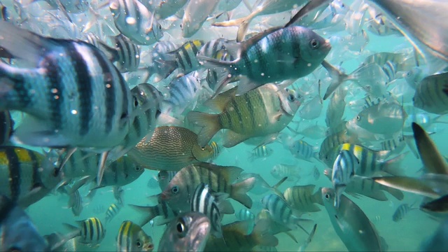 海底的鱼群视频素材