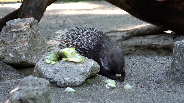 印度冠豪猪，Hystrix indica或印度豪猪，是一种大型品种的hystricomorph啮齿动物视频素材