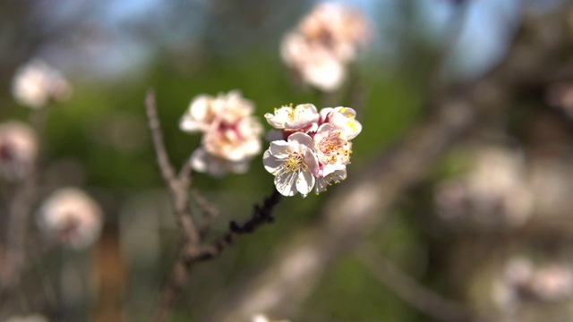 杏树在春天近距离开花视频素材