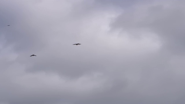 天空中放着很多风筝视频素材