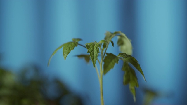 西红柿发芽视频素材