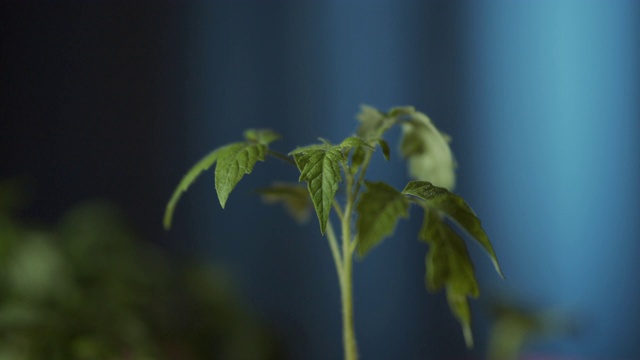 西红柿发芽视频素材