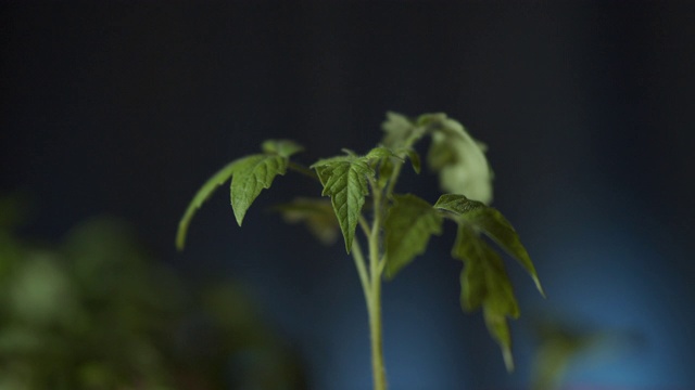 西红柿发芽视频素材