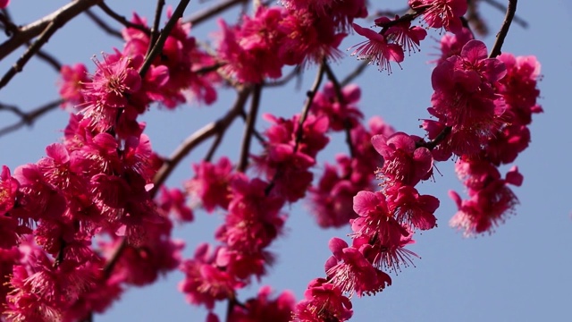 韩国的梅花视频素材