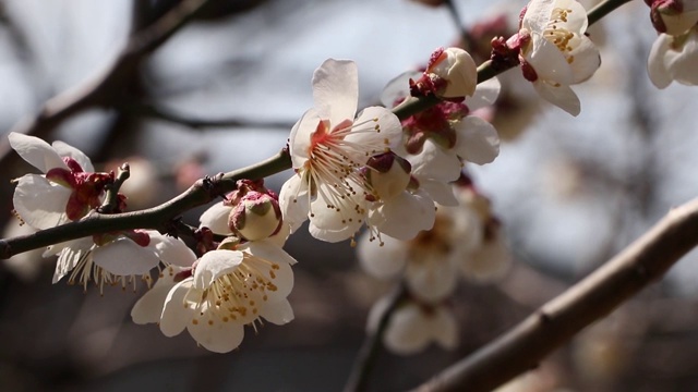 韩国的梅花视频素材