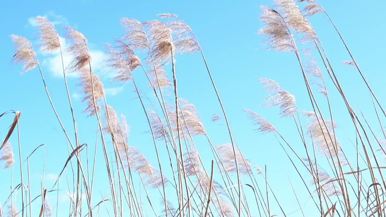 芦苇随着春天的风的节奏移动。宁静的场景。这是一个有风的日子靠近一个湖。德国。视频素材