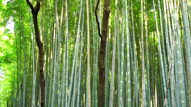 京都的竹林视频素材